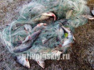 Приговором суда браконьеры из Энгельса оштрафованы