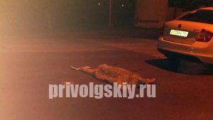 Сбитая двумя машинами в Энгельсе женщина скончалась до приезда врачей