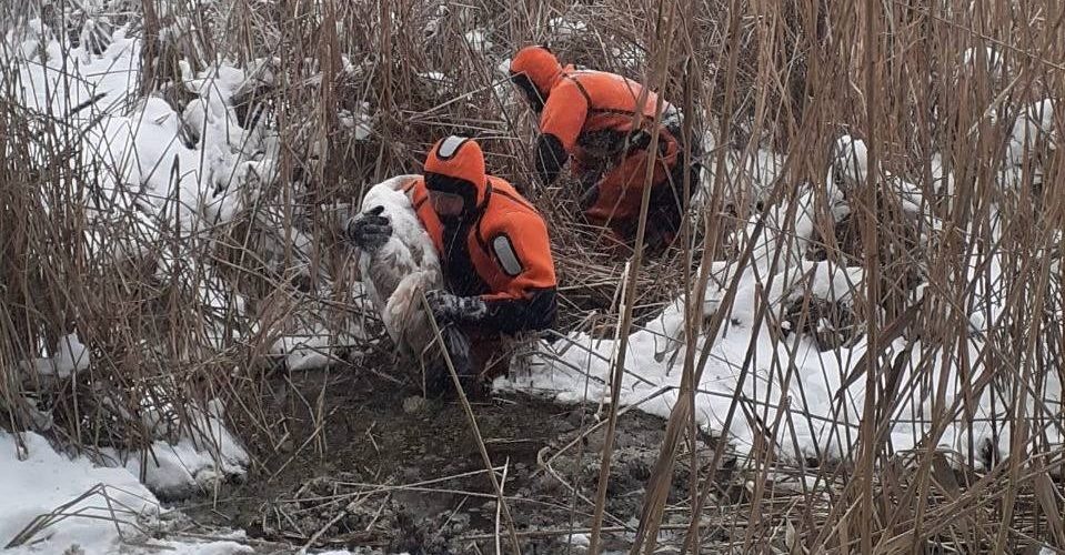 Саратовские спасатели в морозы спасли вмерзавшего в лед белого лебедя